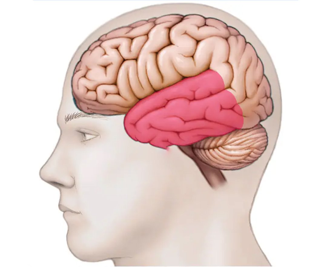 Epilepsy Surgery Image